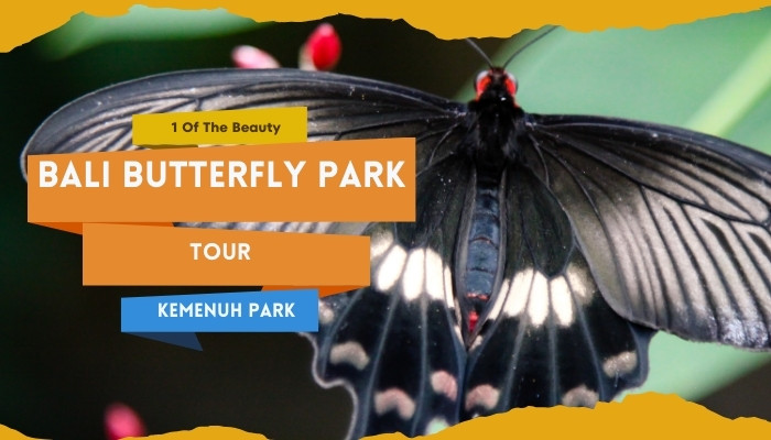 1 Of The Beauty Bali Butterfly Park Tour | Kemenuh Park