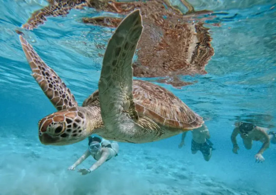 4-Hour Private Snorkeling — Padang Bai Meeting Point