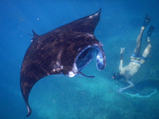 A. MANTA RAYS SNORKELING WITH MANGROVE TOUR OR LEMBONGAN LAND TOUR