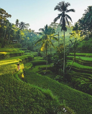 All-Inclusive Ubud Private Tour with Jungle Swing