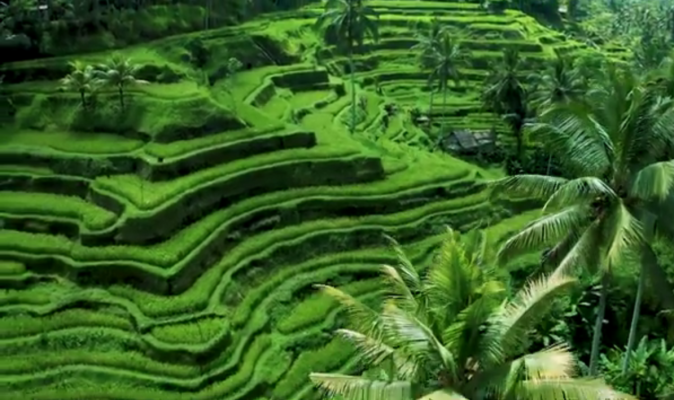 Bali 1 Day Tour: Sacred Site - Kintamani Highland - Rice Terrace - Monkey Forrest