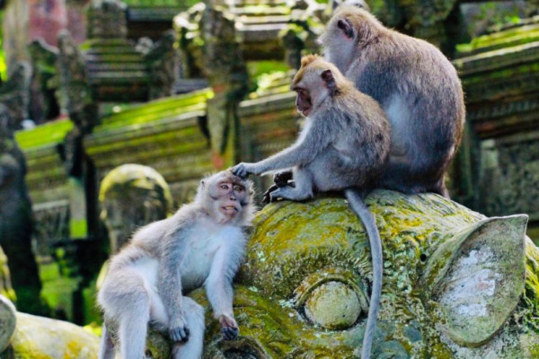 Bali ATV Ride and Ubud Monkey Forest Tour