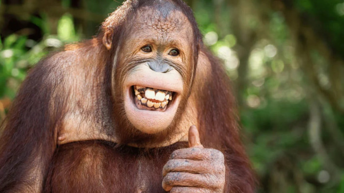 Bali Quad Bike - Breakfast With Orangutan