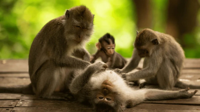 Bali Quad Bike - Ubud Monkey Forest Tour
