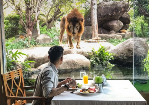 Bali Safari & Marine Park : Breakfast with Lion