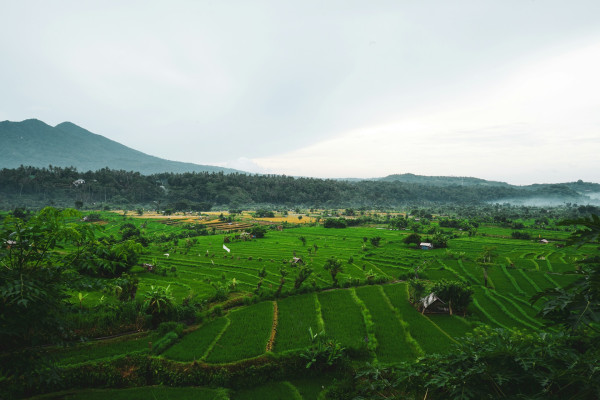 Bali Scenic Wonders: Rice Terraces, Temples & Waterfall
