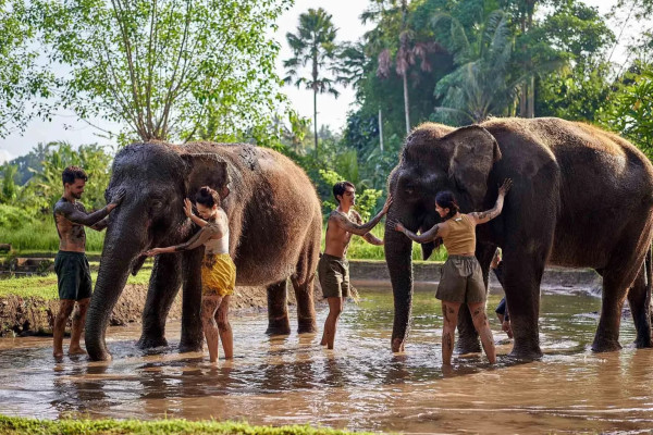 Bali Zoo Elephant Mud Fun Ticket – Play, Wash & Bond