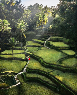 Best of Ubud Half Day Tour