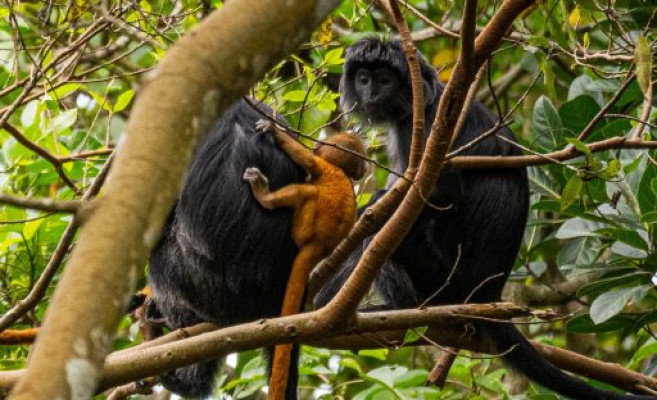 Black Monkey Tour