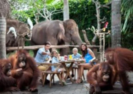 Breakfast with Orangutan – Bali Zoo Experience