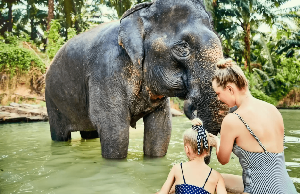 Breakfast with Orangutan & Elephant Mud Fun - Bali Zoo