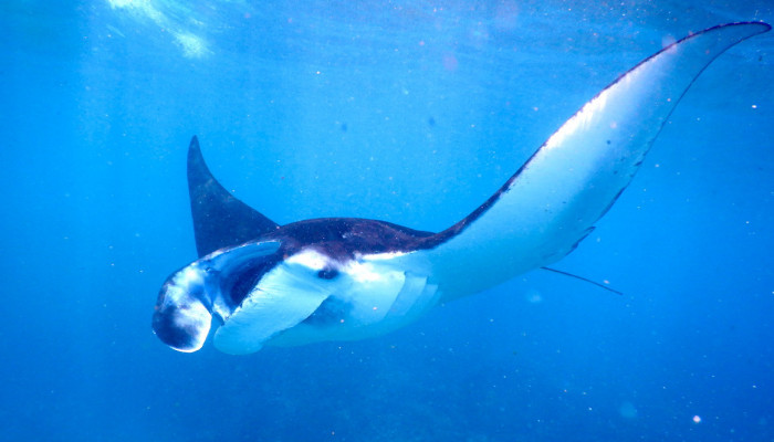 C. MANTARAY SNORKELING TRIPS FROM BALI (HALF DAY)