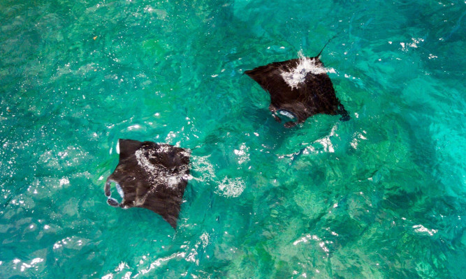 Day Trip to Manta Point Nusa Penida