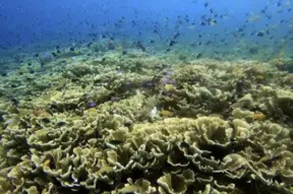 Diving di Tanjung Benoa-Nusa Dua