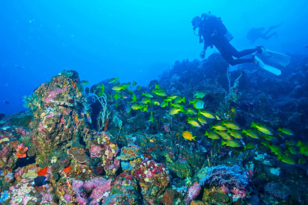 Diving / Snorkeling in amed