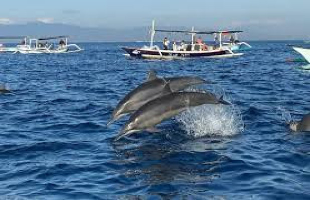 Dolphin Package