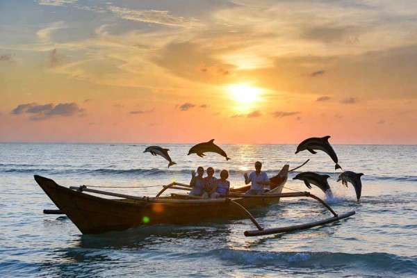 Dolphin Tour