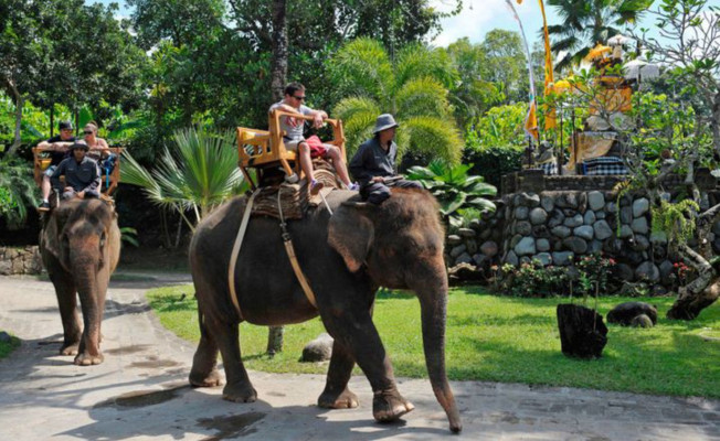 Elephant Expedition – Bali Zoo Jungle Ride Experience