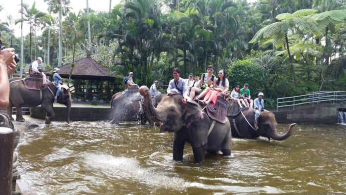 Elephant Safari Ride Bali