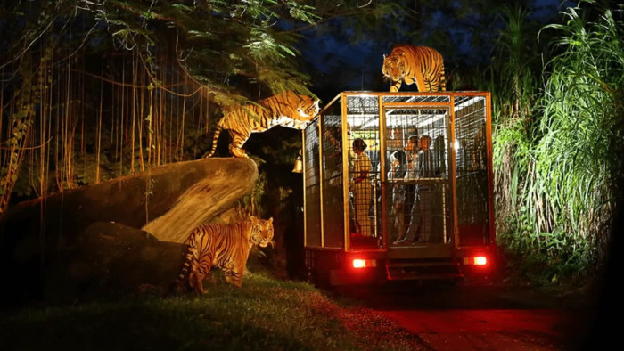 Experience the Wild After Dark: Night Bali Safari