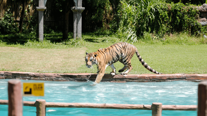 Experience the Wild: Jungle Hopper Adventure at Bali Safari