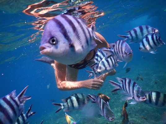 F. MANTARAY SNORKELING ONLY