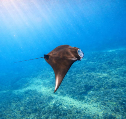 From Bali: Snorkeling 3 Spots with GoPro & West Penida Tour
