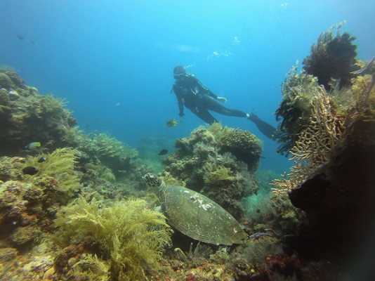 Fun Diving AMED