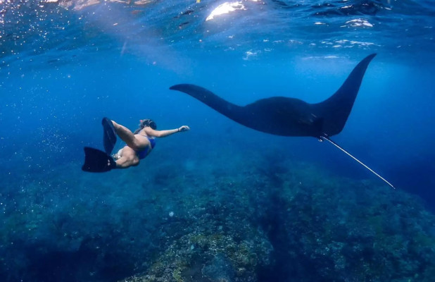 Half Day Trip Snorkeling and Mangrove Tour from Nusa Lembongan