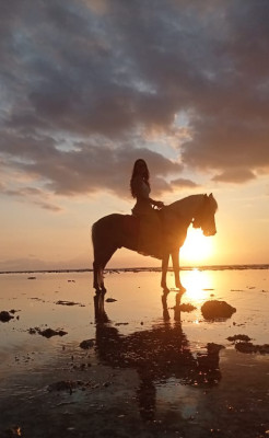 Horseback Riding Experience in Gili Trawangan