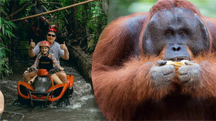 Jambe ATV Bali Quad Bike and Breakfast Orangutan