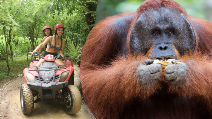 Jungle ATV Bali Quad Bike and Breakfast Orangutan