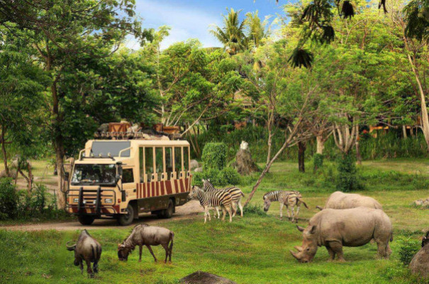 Jungle Hopper Package