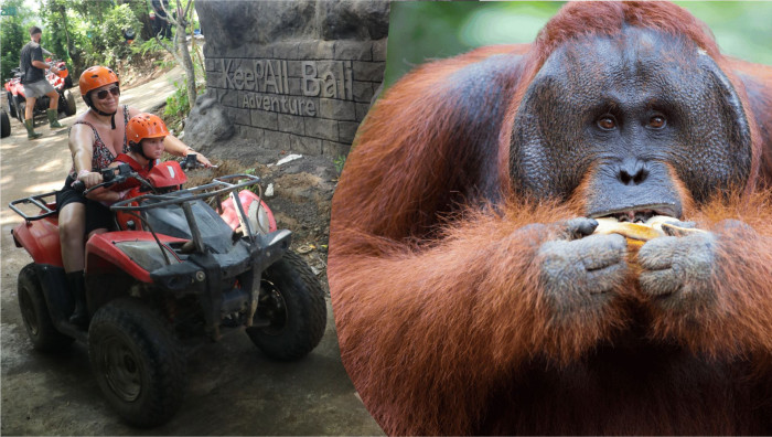 KeepAll ATV Bali Quad Bike and Breakfast Orangutan