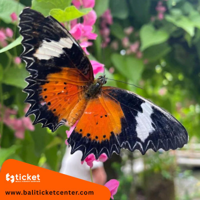 Kemenuh Butterfly Park Entrance Ticket Ubud Bali