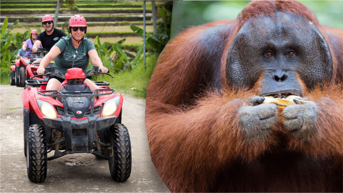 Kuber ATV Bali Quad Bike and Breakfast Orangutan