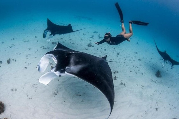 LEMBONGAN SNORKELING SWIM WITH MANTA RAYS AND ISLAND TOUR