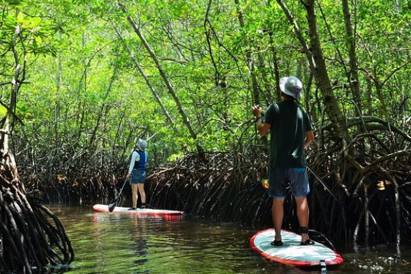 MANGROVE TOUR AT NUSA LEMBONGAN : PADDLEBOARD