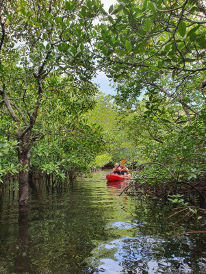 Mangrove Tour with SUP - (Without Transport)
