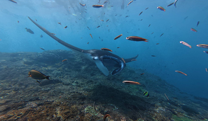 Manta Bay Private Snorkeling Experience