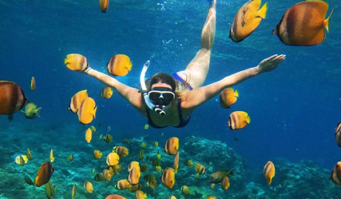 Manta Bay Sharing Snorkeling Experience