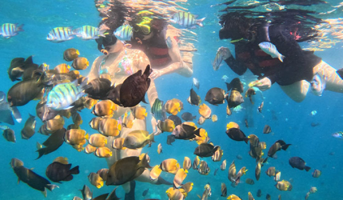 Manta Point Sharing Snorkeling Adventure