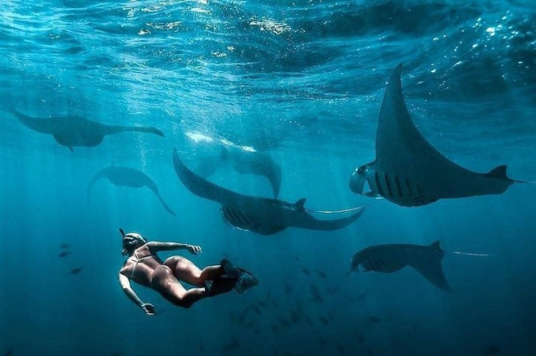 MANTA POINT SNORKELING TRIP (09:30 )