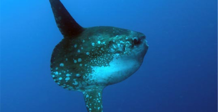 Mola Mola Manta Madness