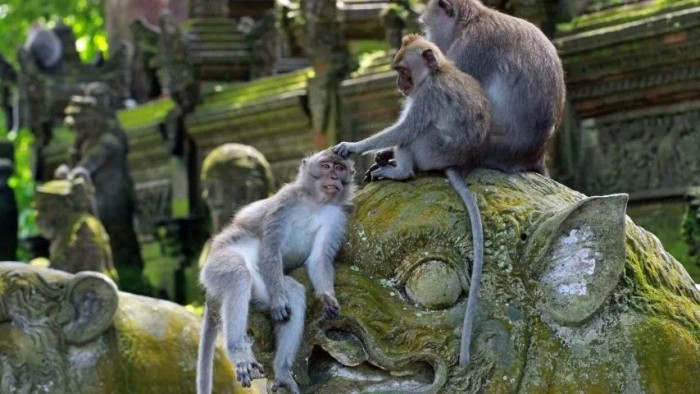 Monkey Forest, Mount Batur View and Natural Hot Spring Tour