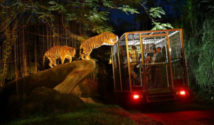 Night Safari