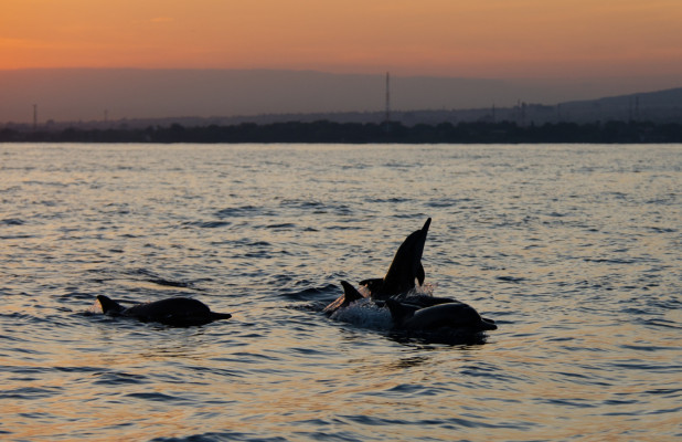 North Bali with Dolphin Tour