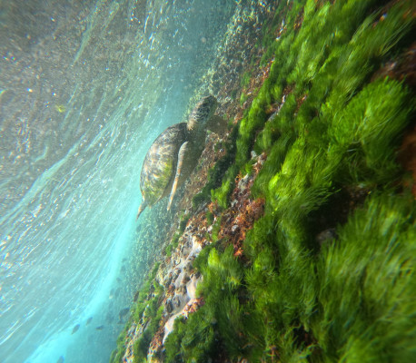 Nusa Penida 360° Private Snorkeling Cruise