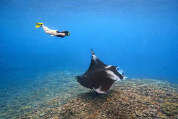 Nusa Penida: Manta Point Snorkeling & West Coast Tour