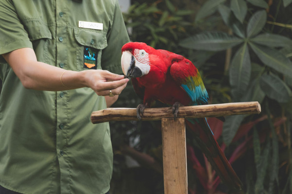 One Day Bali Bird Park Admission Ticket Booking
